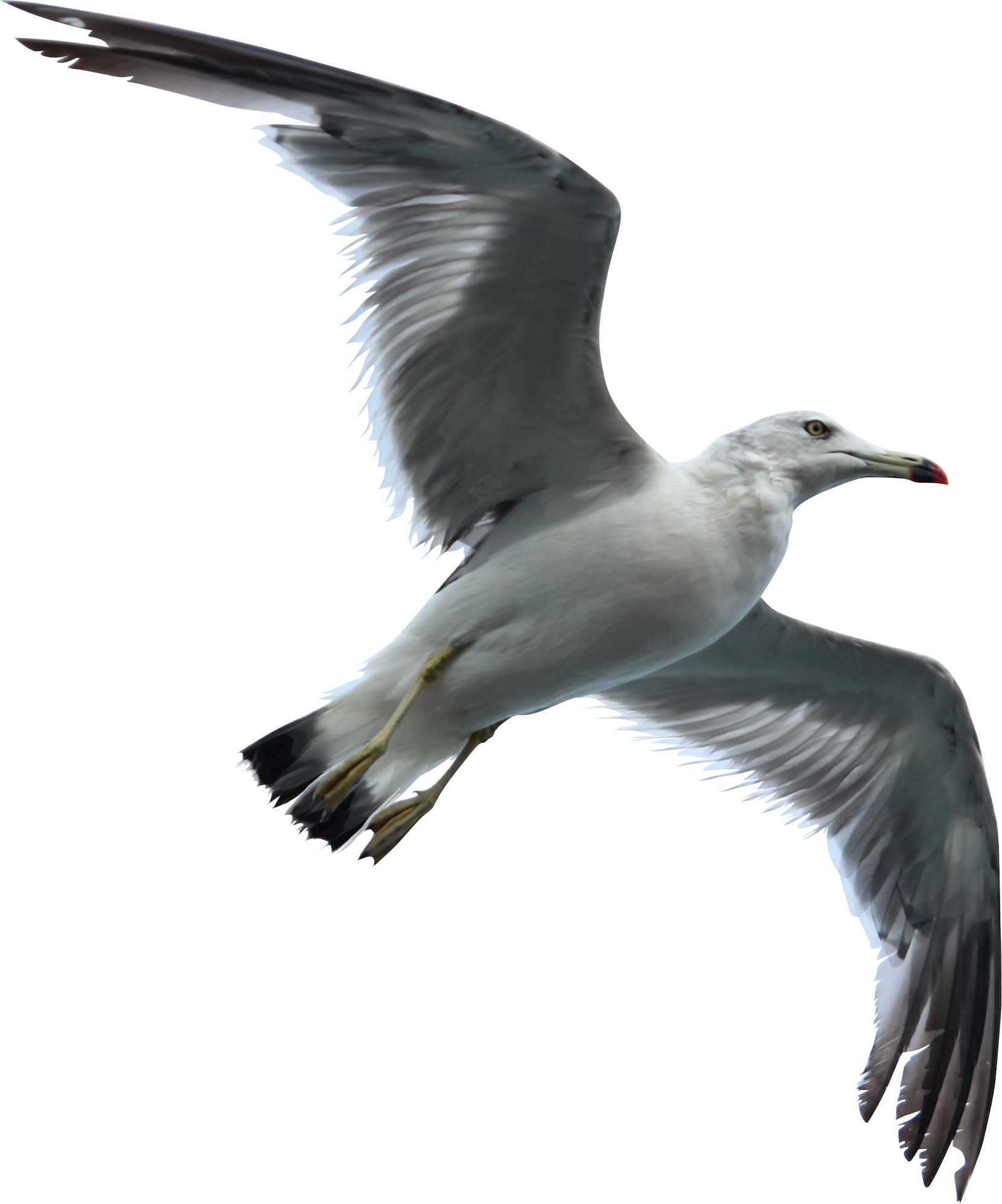 gaviota.png